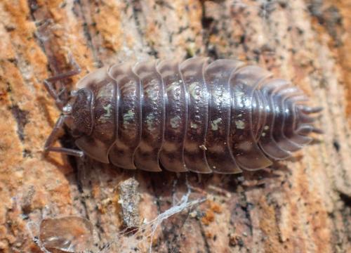 Réf. 252 852 : Oniscus asellus